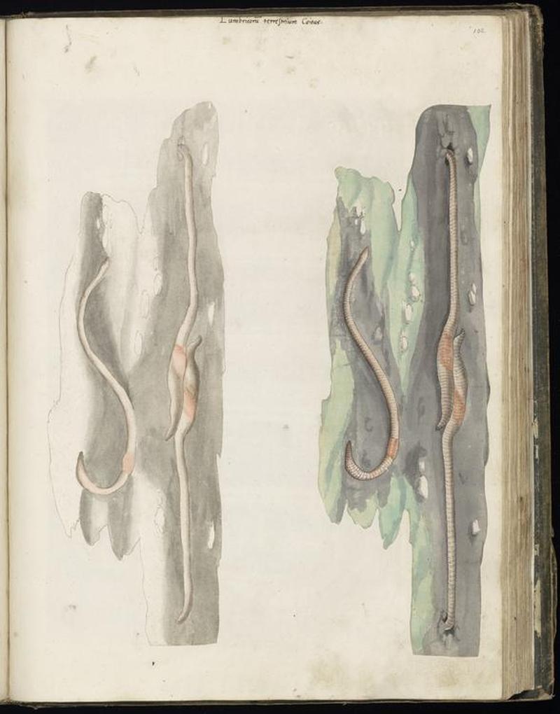 Animal drawings collected by Felix Platter, p2 - (30)