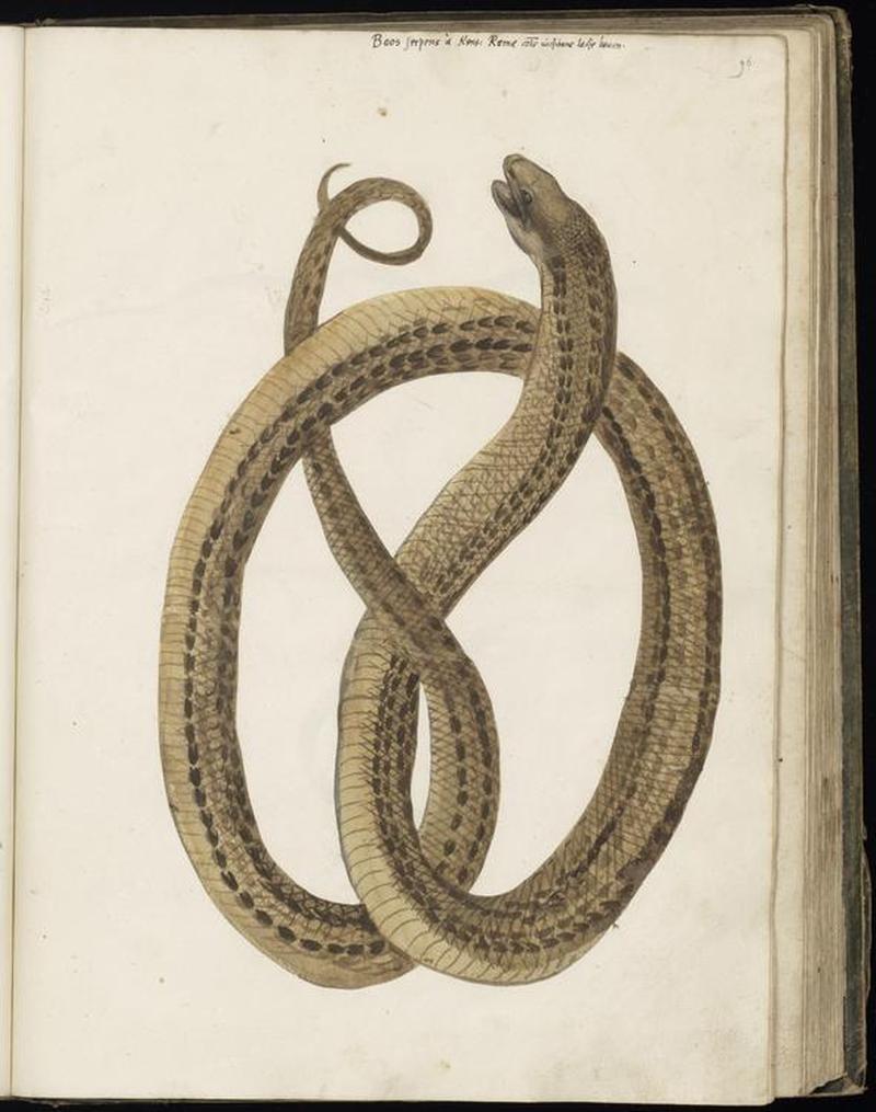 Animal drawings collected by Felix Platter, p2 - (31)