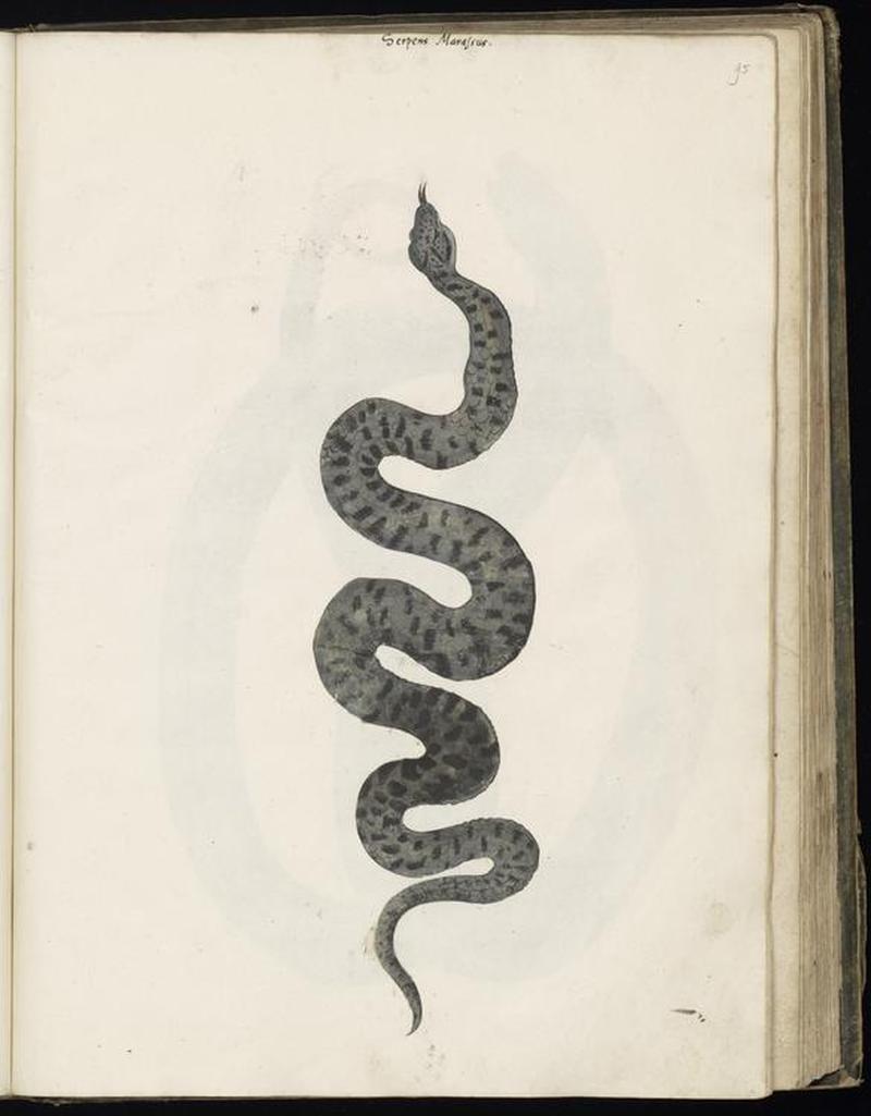 Animal drawings collected by Felix Platter, p2 - (32)