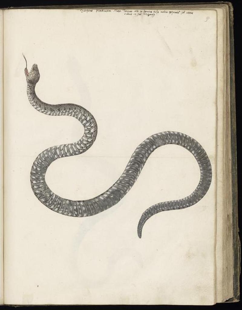 Animal drawings collected by Felix Platter, p2 - (33)