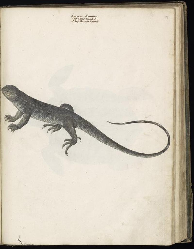 Animal drawings collected by Felix Platter, p2 - (35)