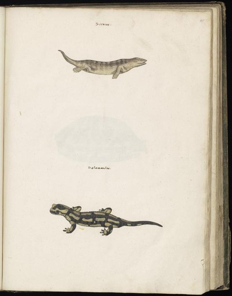 Animal drawings collected by Felix Platter, p2 - (36)