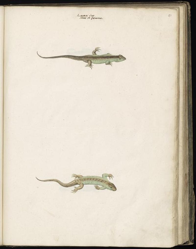 Animal drawings collected by Felix Platter, p2 - (37)