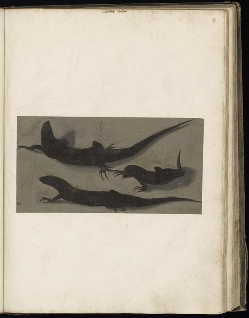 Animal drawings collected by Felix Platter, p2 - (39)