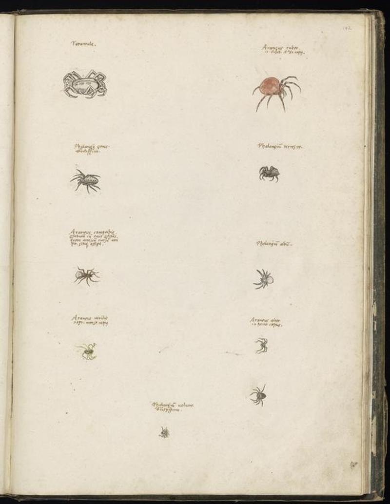 Animal drawings collected by Felix Platter, p2 - (4)