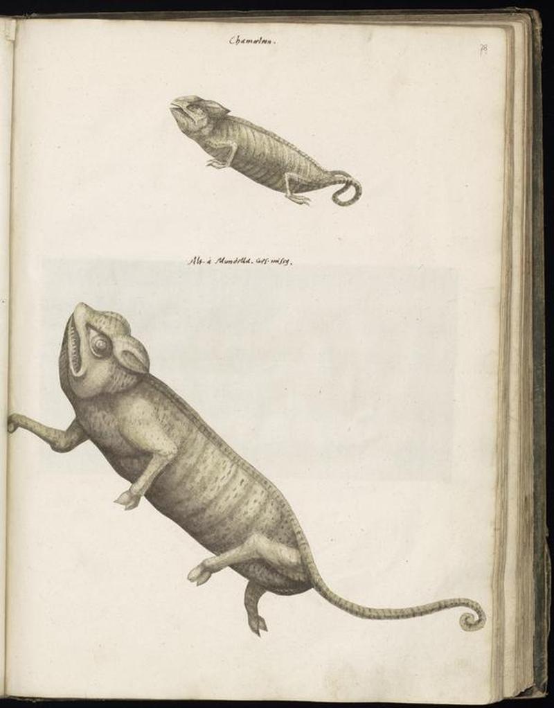 Animal drawings collected by Felix Platter, p2 - (40)