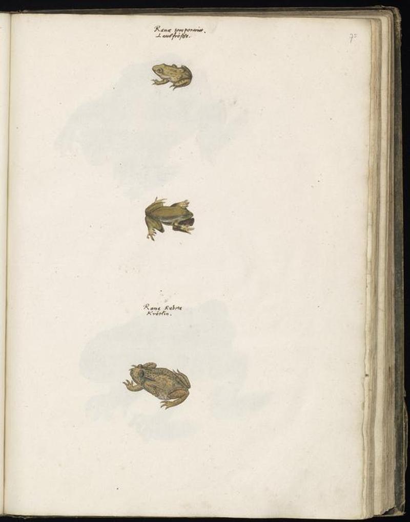 Animal drawings collected by Felix Platter, p2 - (41)