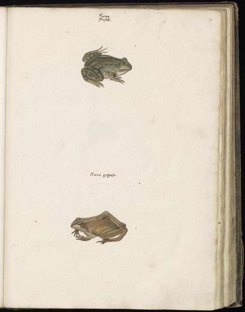 Animal drawings collected by Felix Platter, p2 - (42)