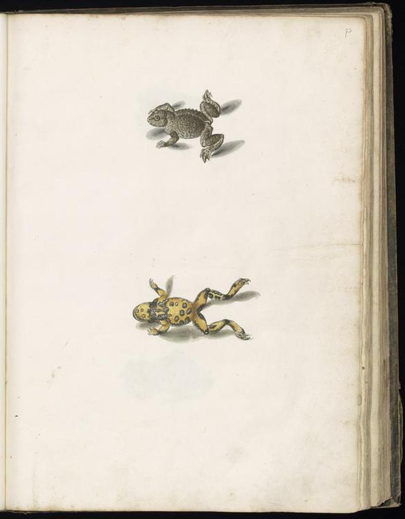 Animal drawings collected by Felix Platter, p2 - (43)