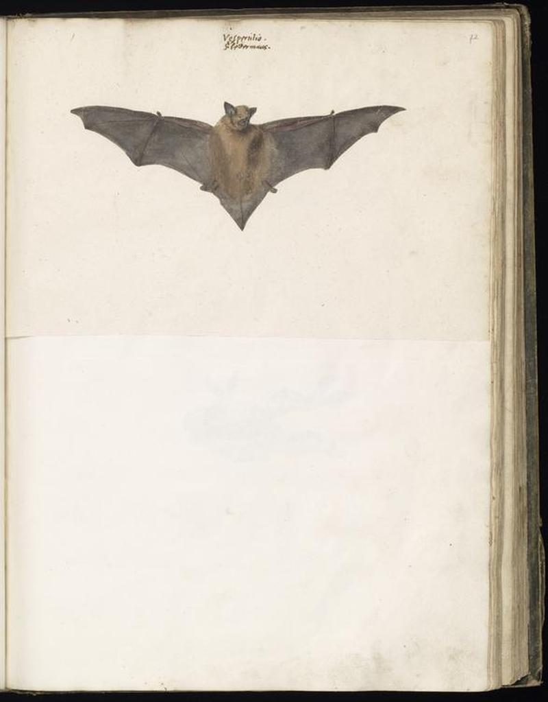Animal drawings collected by Felix Platter, p2 - (44)
