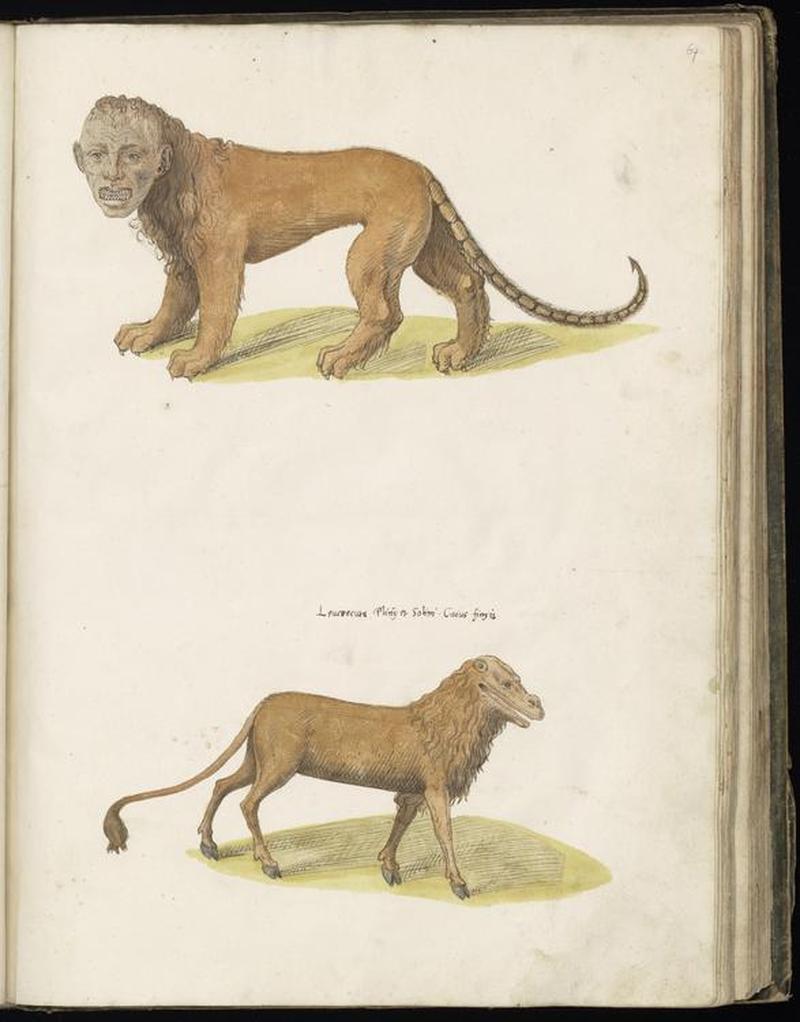 Animal drawings collected by Felix Platter, p2 - (45)