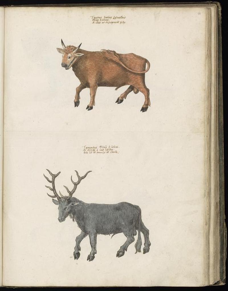 Animal drawings collected by Felix Platter, p2 - (46)