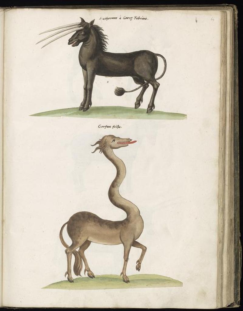 Animal drawings collected by Felix Platter, p2 - (47)