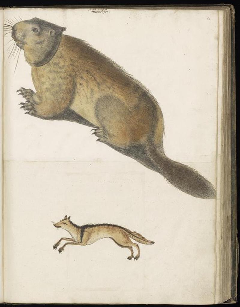 Animal drawings collected by Felix Platter, p2 - (48)