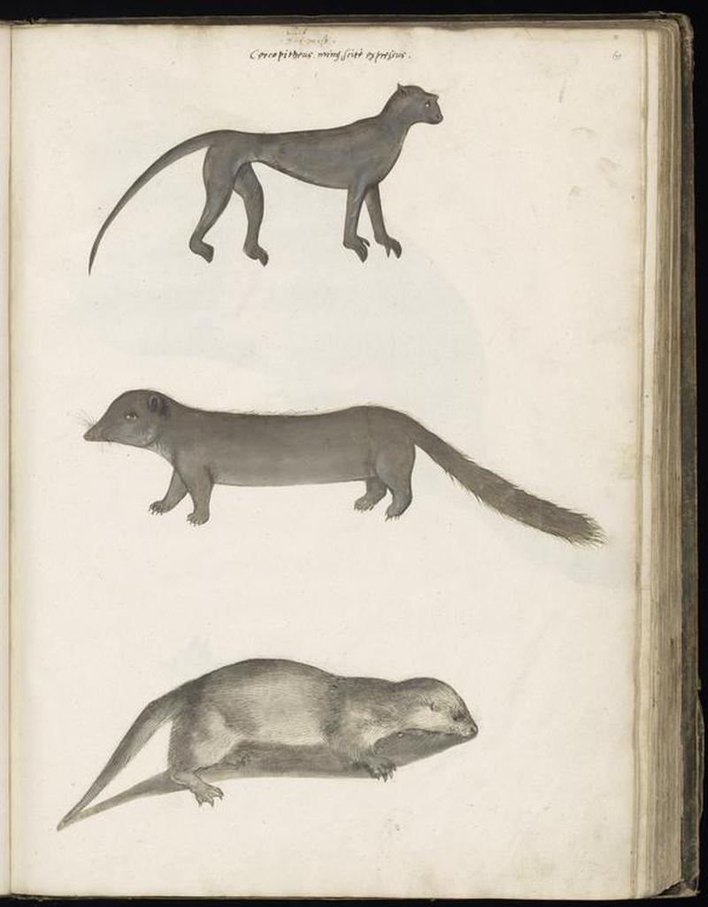 Animal drawings collected by Felix Platter, p2 - (49)