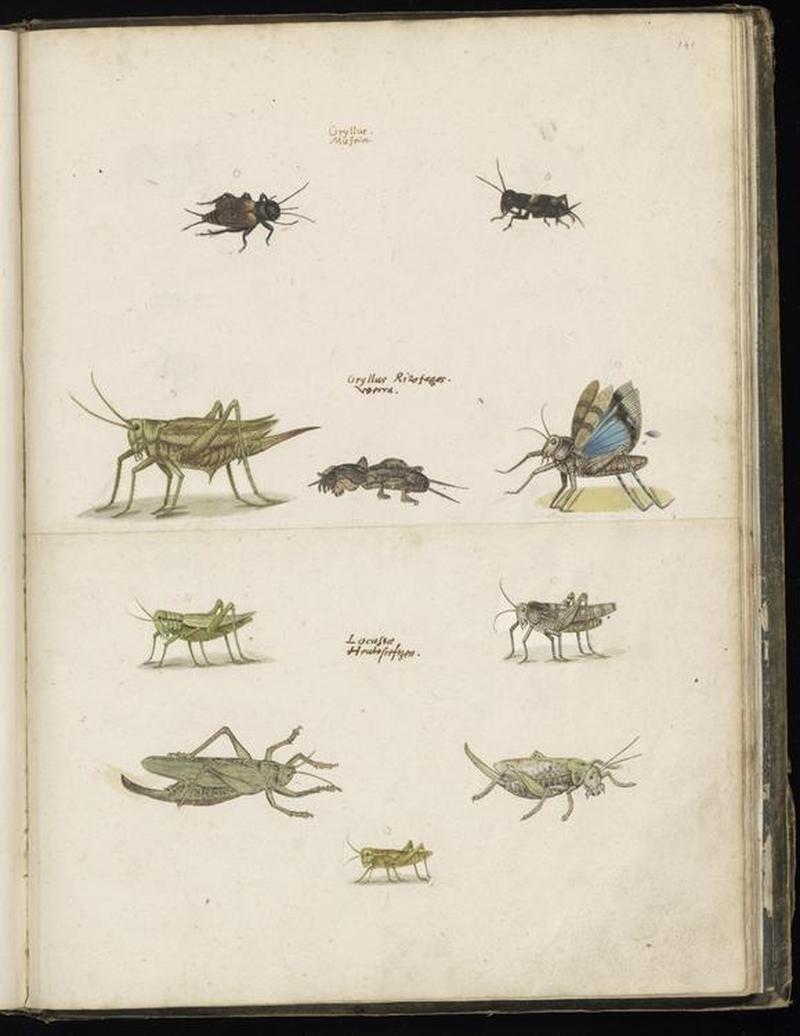 Animal drawings collected by Felix Platter, p2 - (5)