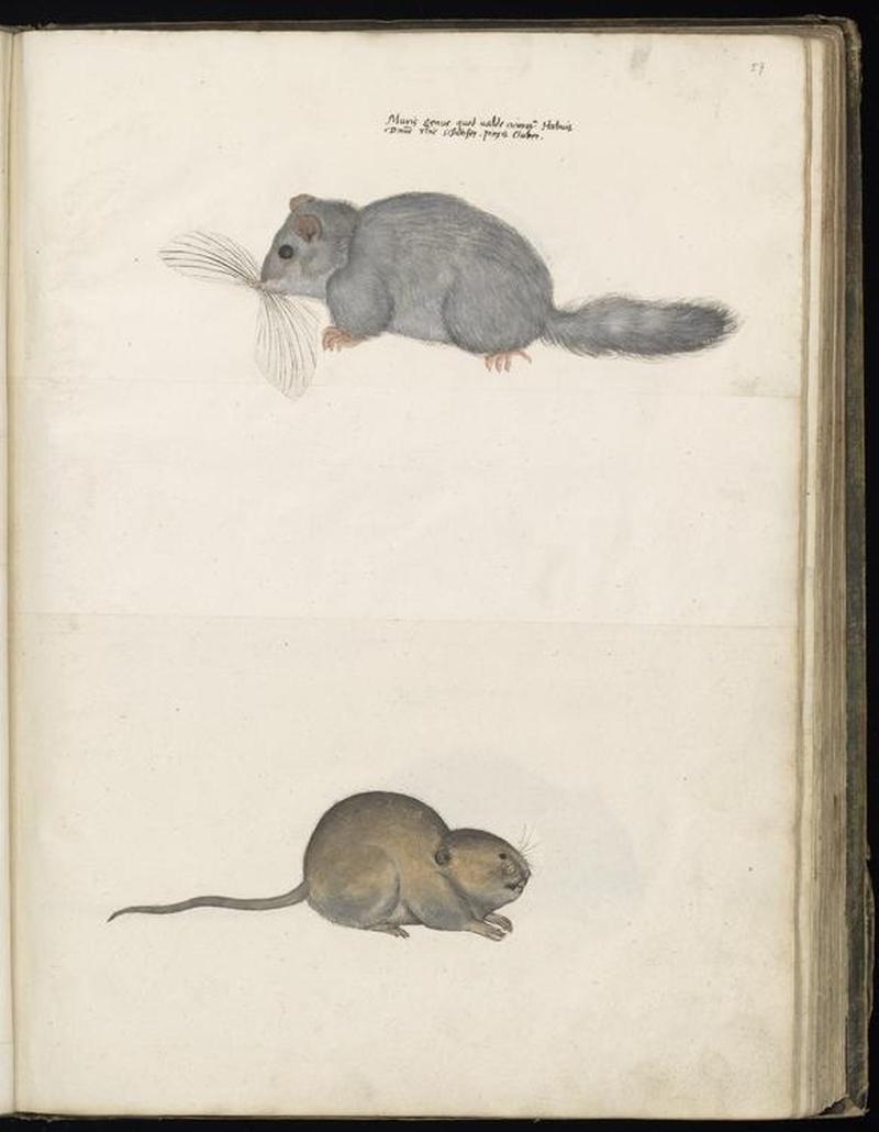 Animal drawings collected by Felix Platter, p2 - (50)