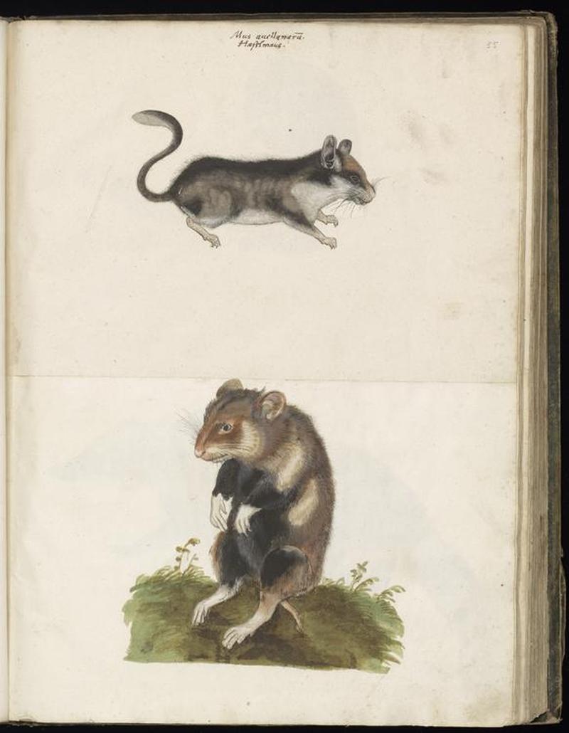 Animal drawings collected by Felix Platter, p2 - (51)