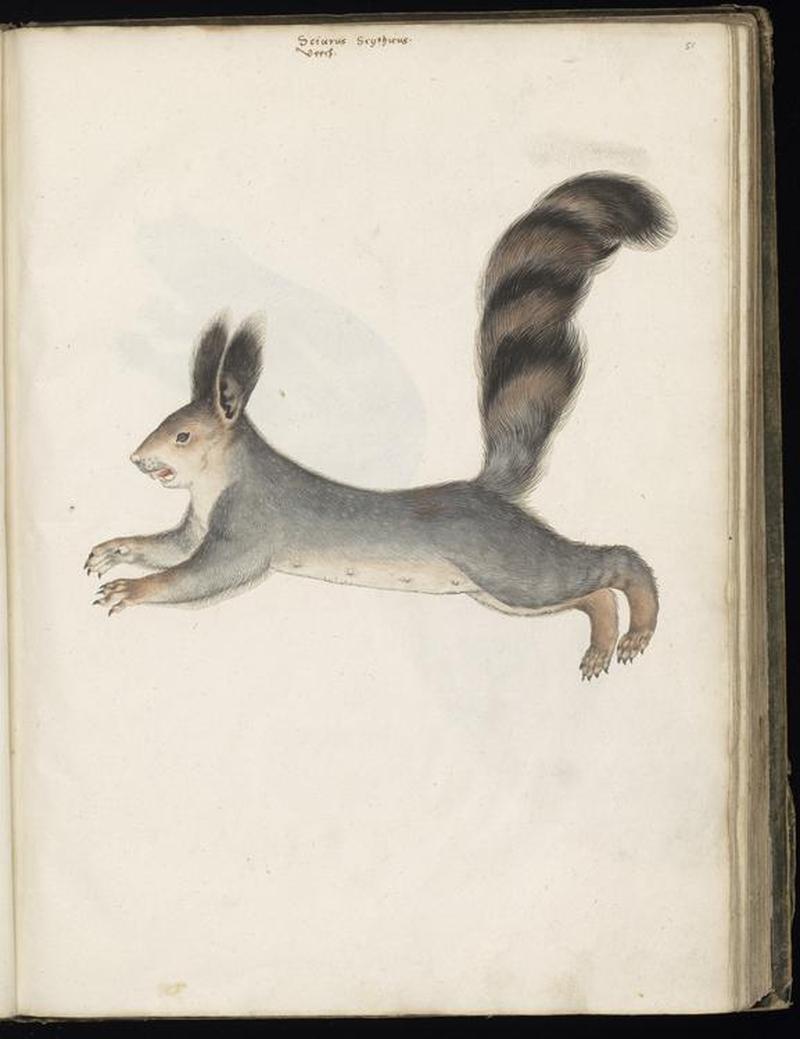 Animal drawings collected by Felix Platter, p2 - (52)
