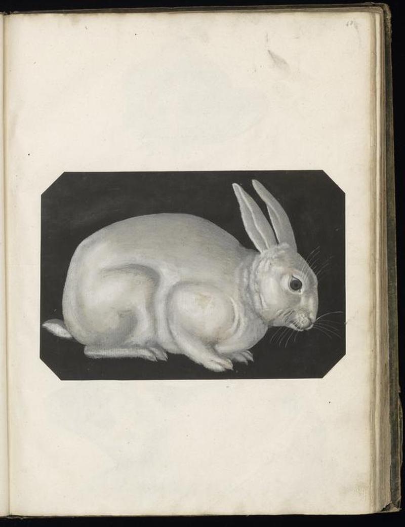 Animal drawings collected by Felix Platter, p2 - (53)