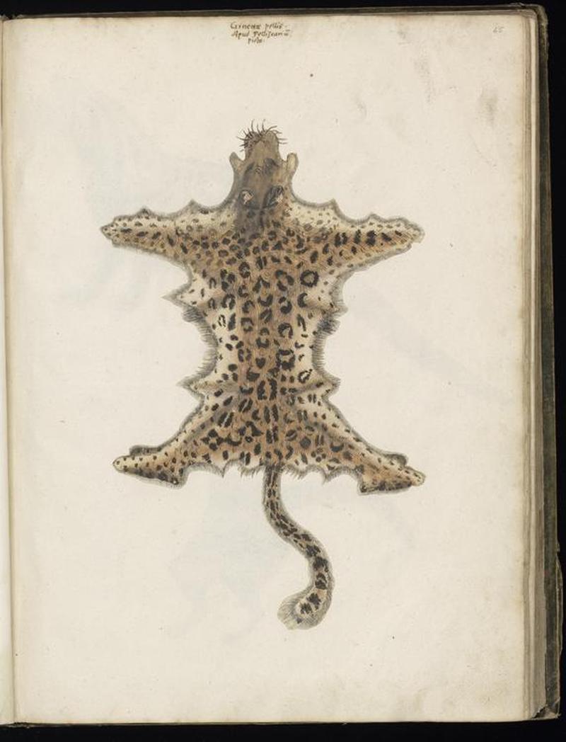 Animal drawings collected by Felix Platter, p2 - (55)