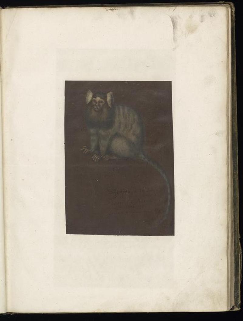 Animal drawings collected by Felix Platter, p2 - (57)