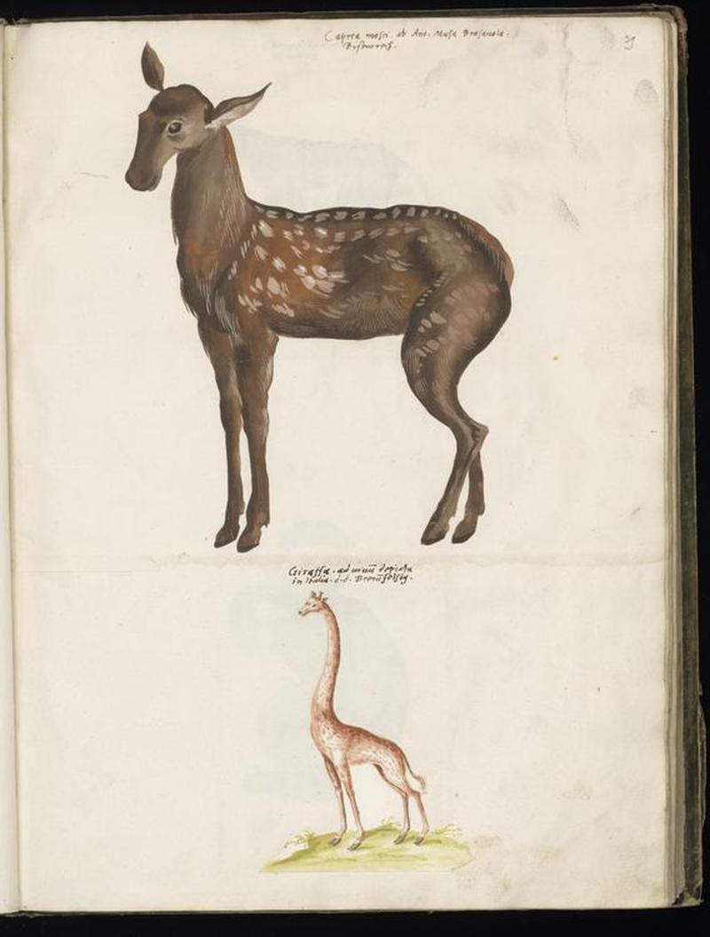Animal drawings collected by Felix Platter, p2 - (58)
