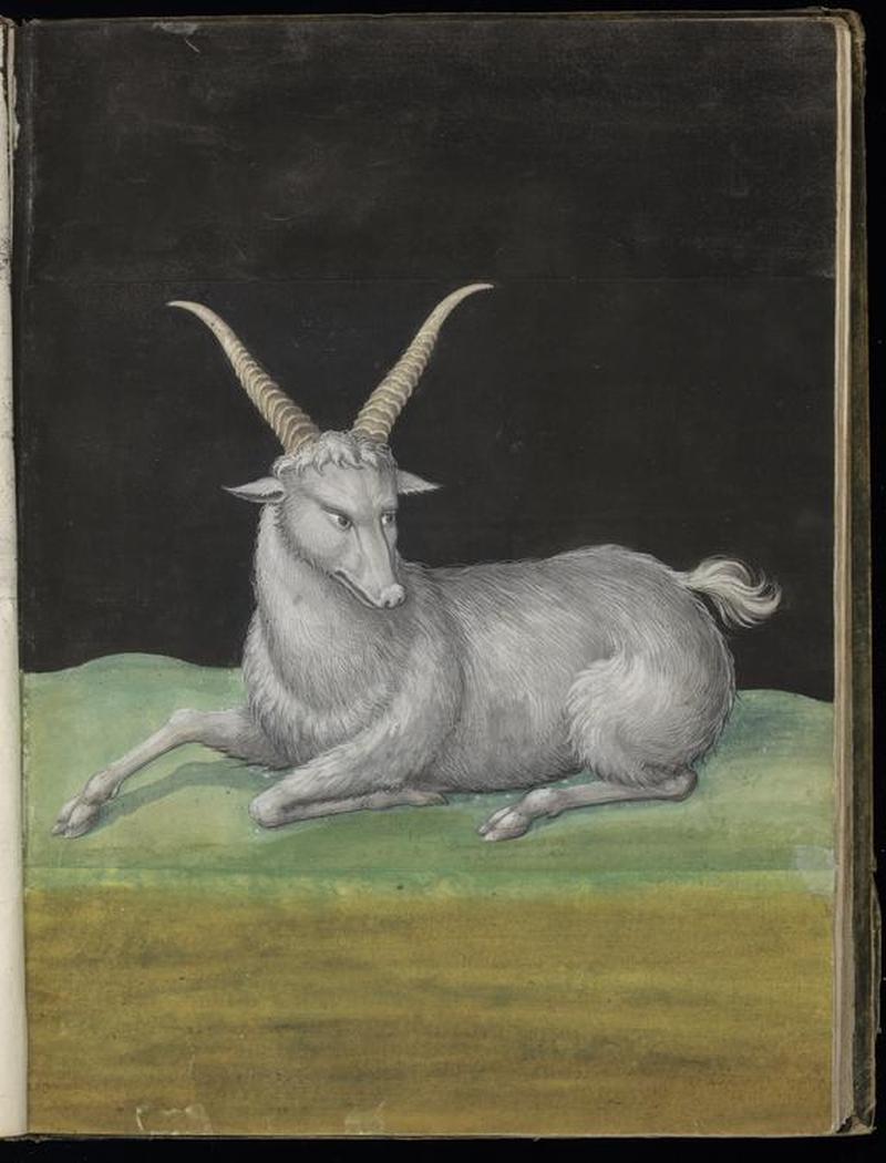 Animal drawings collected by Felix Platter, p2 - (59)