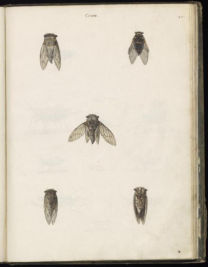 Animal drawings collected by Felix Platter, p2 - (6)