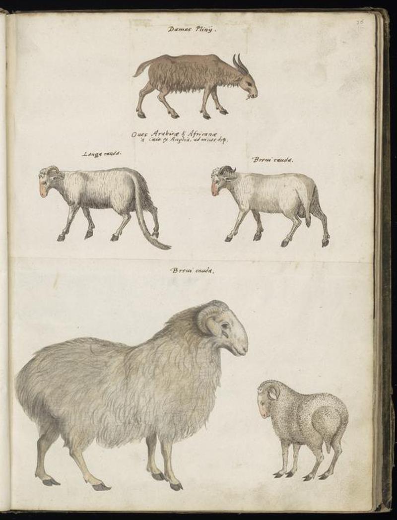 Animal drawings collected by Felix Platter, p2 - (60)