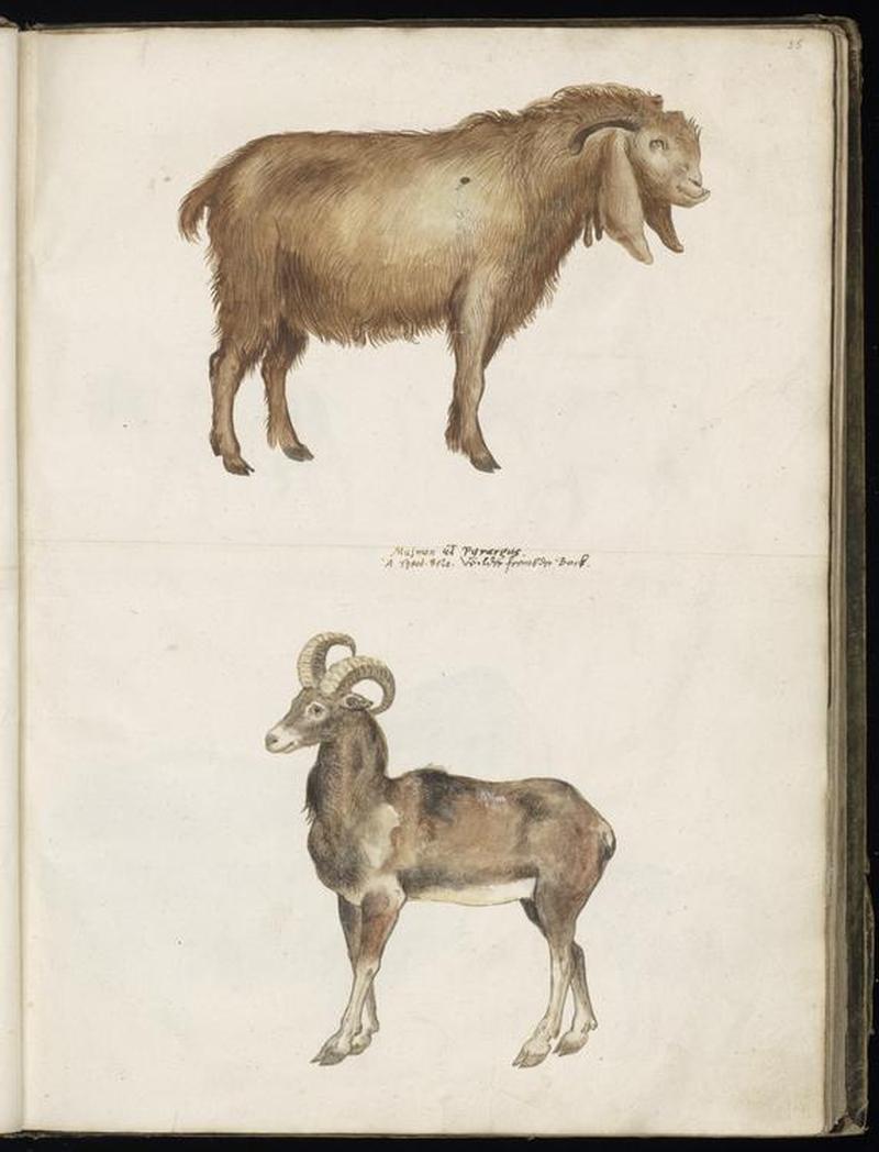 Animal drawings collected by Felix Platter, p2 - (61)