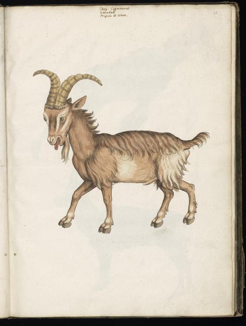 Animal drawings collected by Felix Platter, p2 - (62)