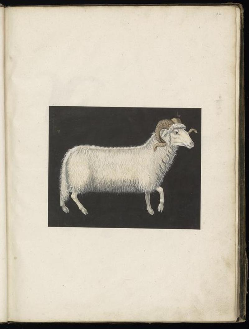 Animal drawings collected by Felix Platter, p2 - (63)