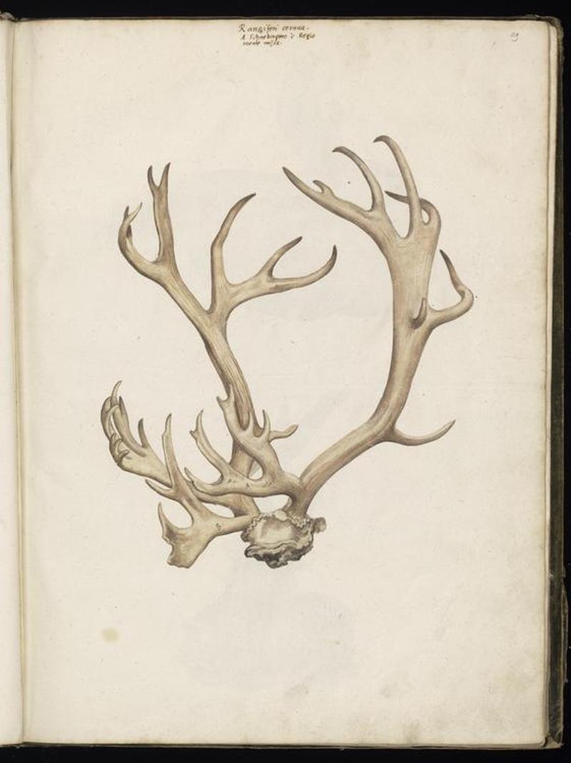 Animal drawings collected by Felix Platter, p2 - (65)