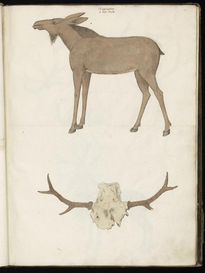 Animal drawings collected by Felix Platter, p2 - (66)