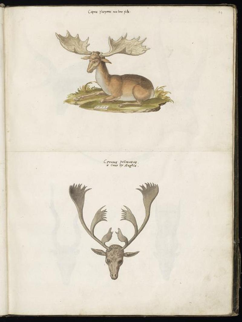 Animal drawings collected by Felix Platter, p2 - (68)