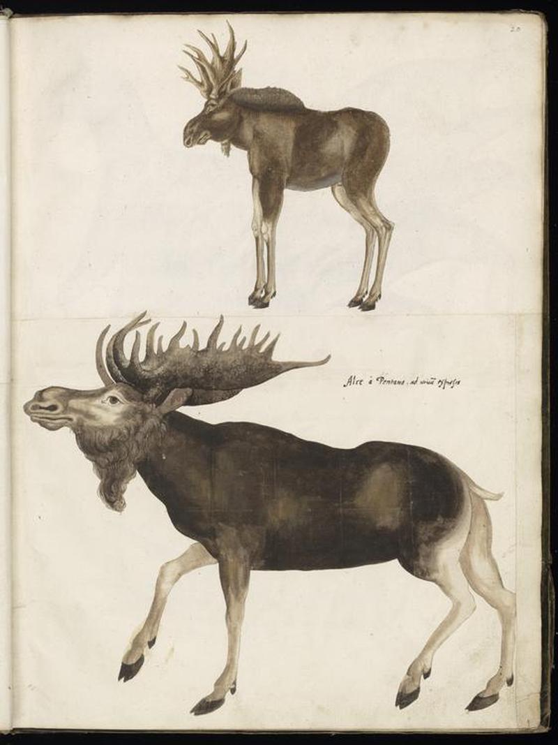 Animal drawings collected by Felix Platter, p2 - (69)