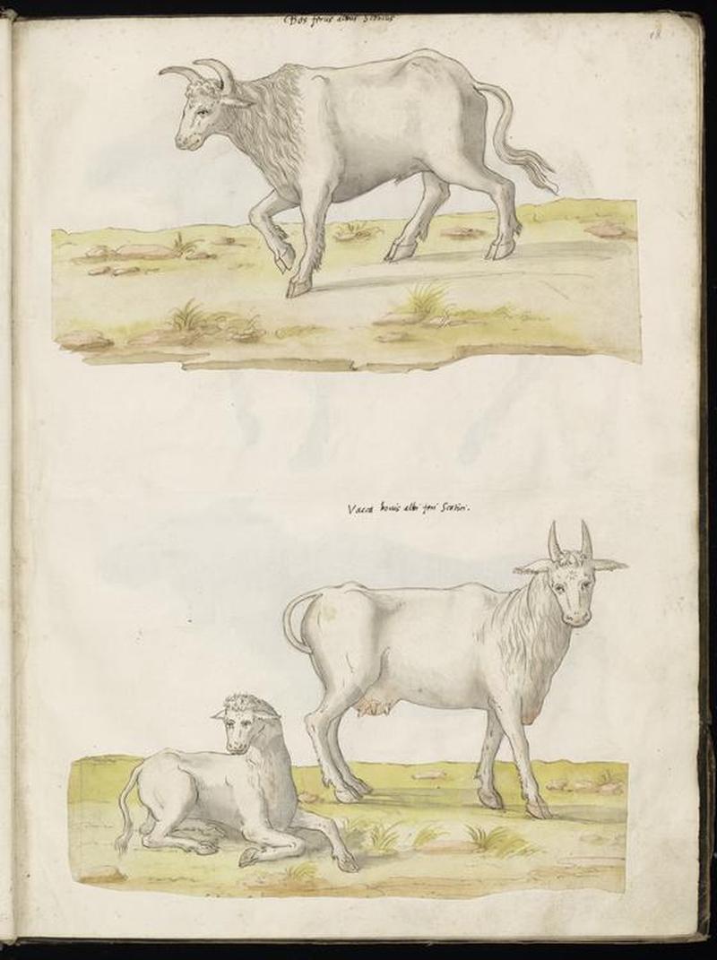 Animal drawings collected by Felix Platter, p2 - (70)