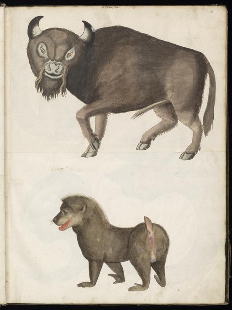 Animal drawings collected by Felix Platter, p2 - (72)
