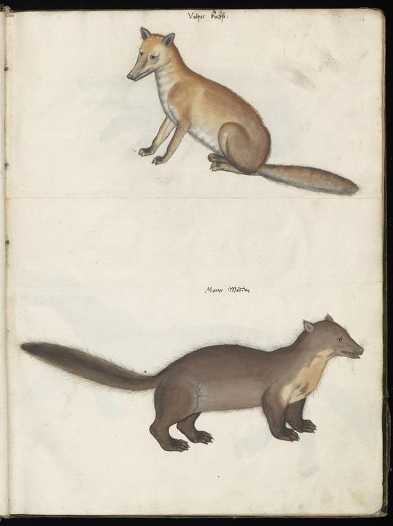 Animal drawings collected by Felix Platter, p2 - (73)
