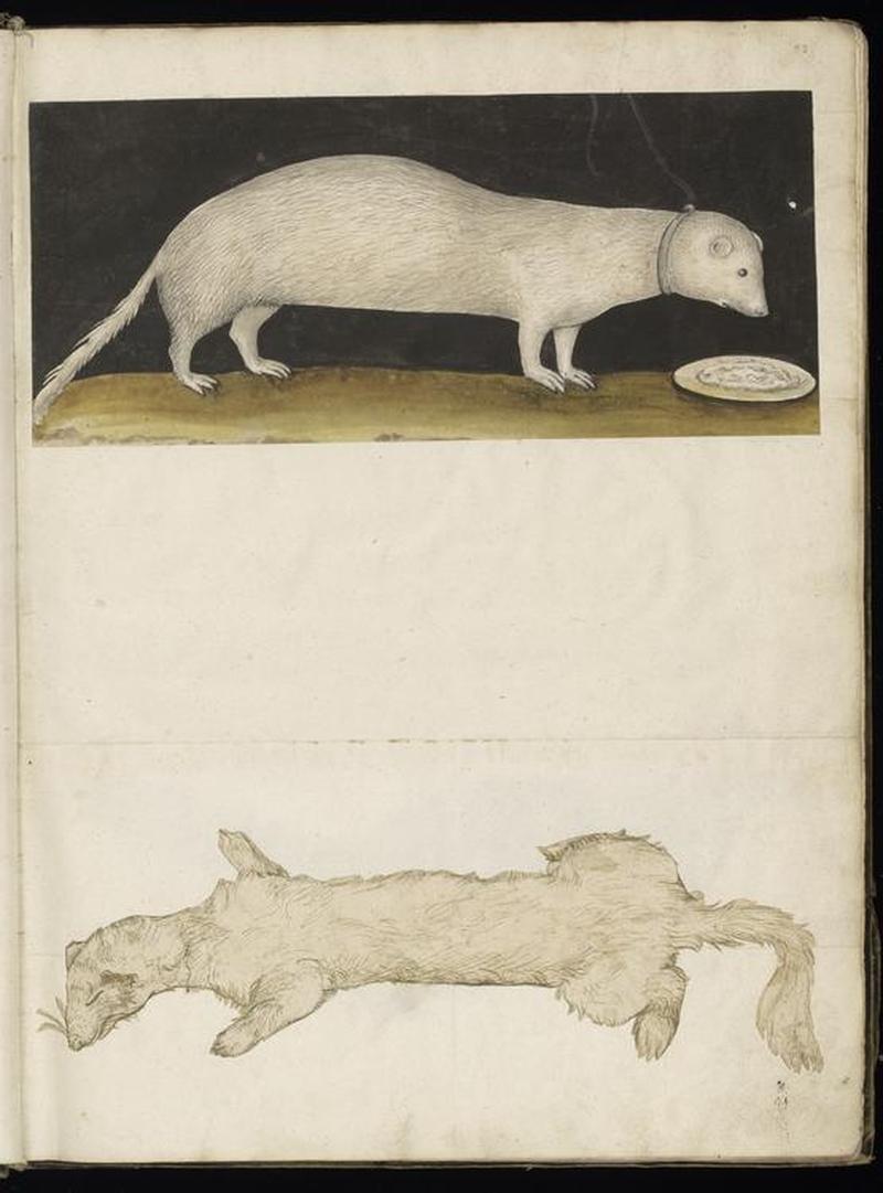 Animal drawings collected by Felix Platter, p2 - (74)
