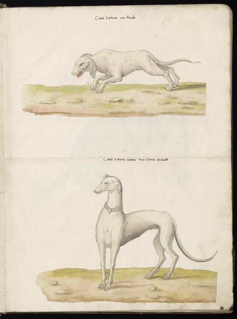 Animal drawings collected by Felix Platter, p2 - (77)