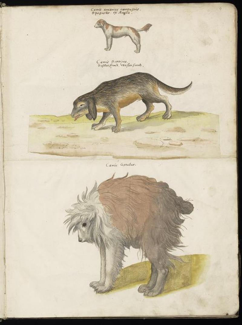 Animal drawings collected by Felix Platter, p2 - (78)