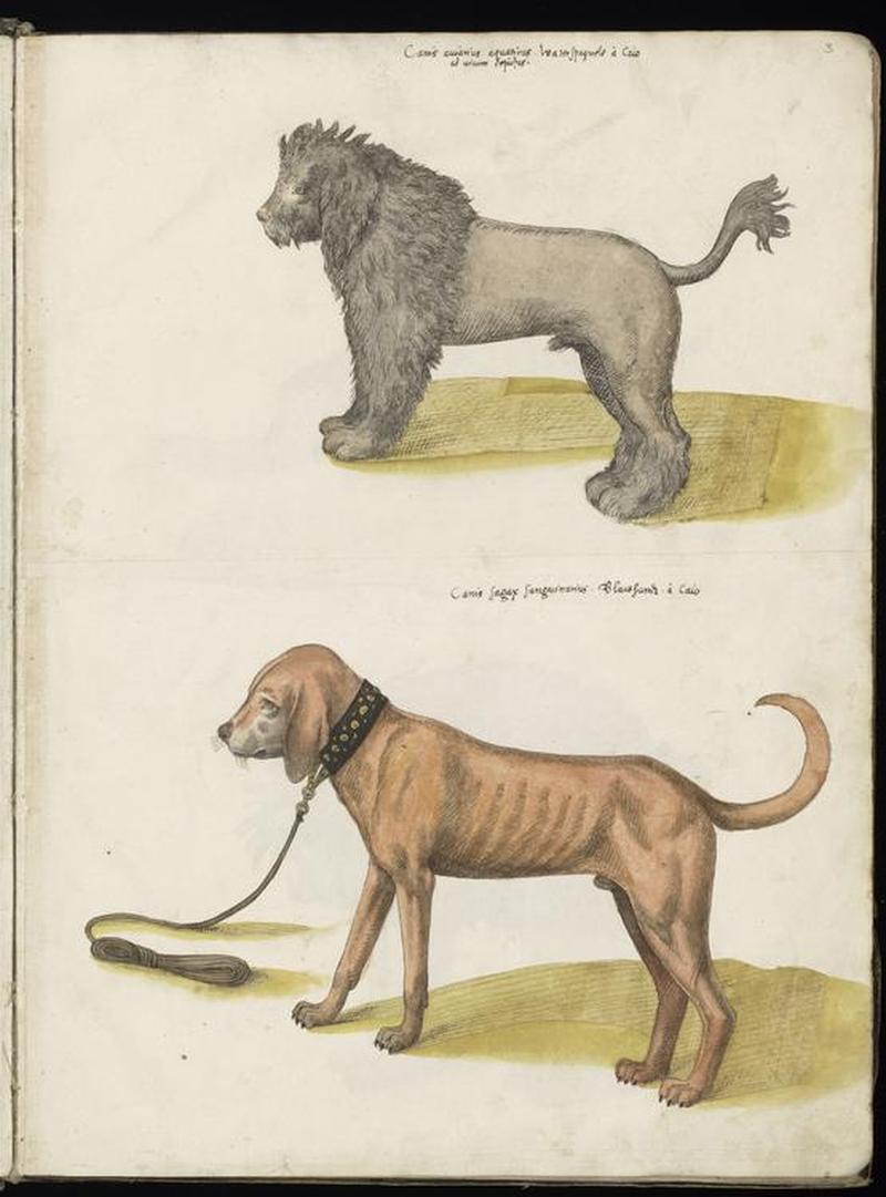Animal drawings collected by Felix Platter, p2 - (79)