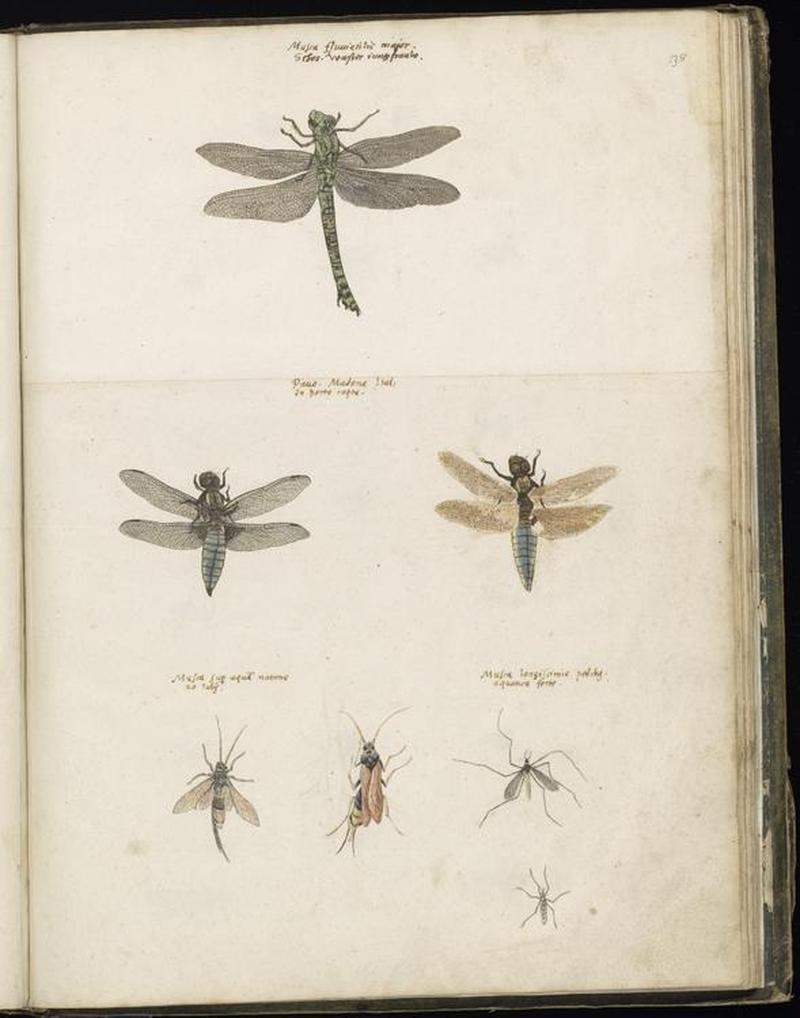 Animal drawings collected by Felix Platter, p2 - (8)
