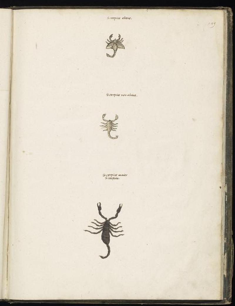 Animal drawings collected by Felix Platter, p2 - (82)