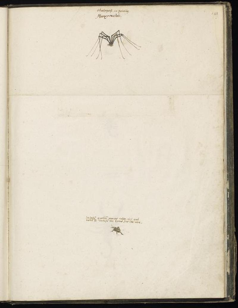 Animal drawings collected by Felix Platter, p2 - (83)
