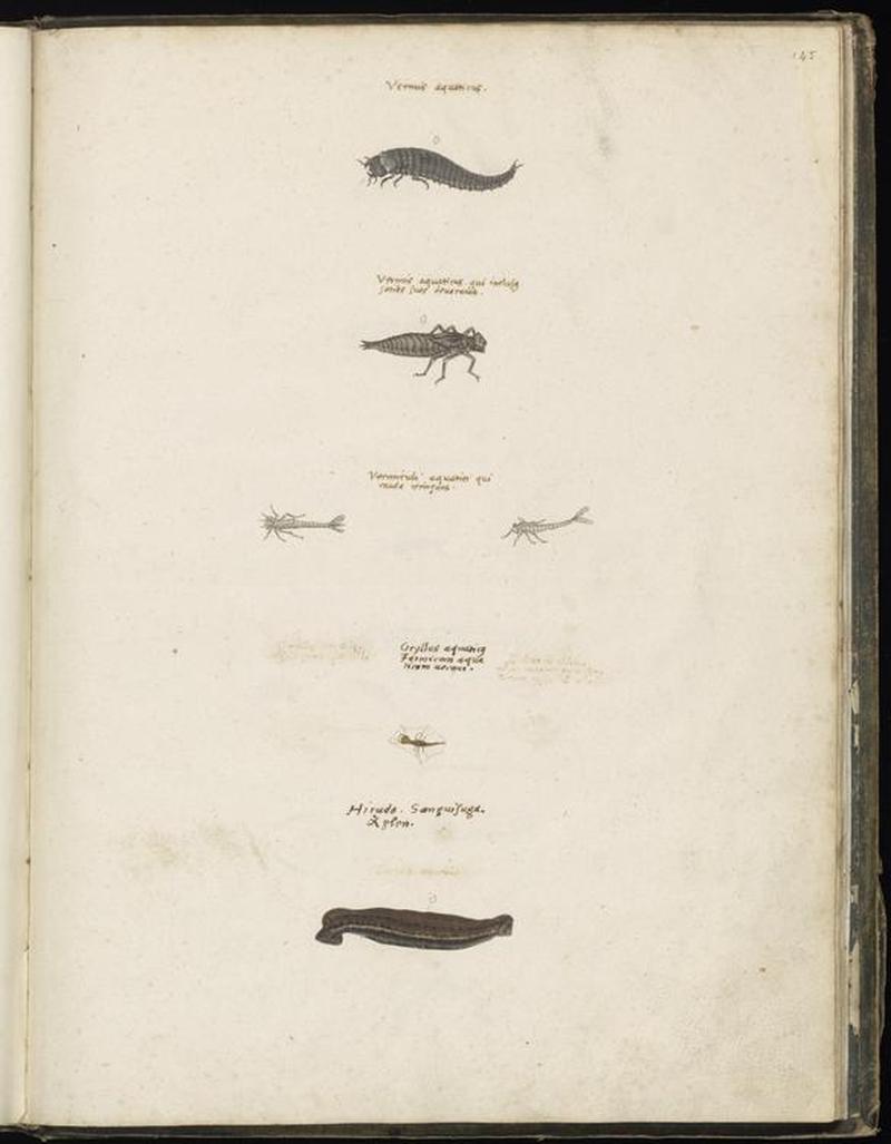 Animal drawings collected by Felix Platter, p2 - (84)