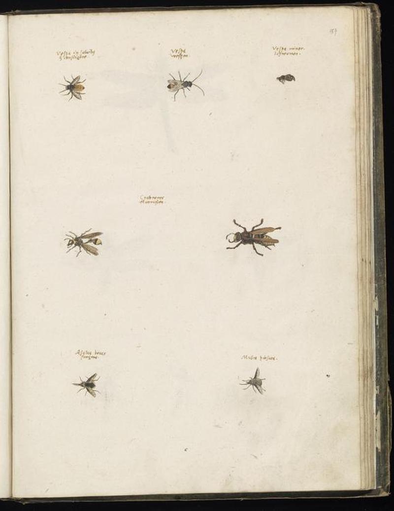 Animal drawings collected by Felix Platter, p2 - (86)