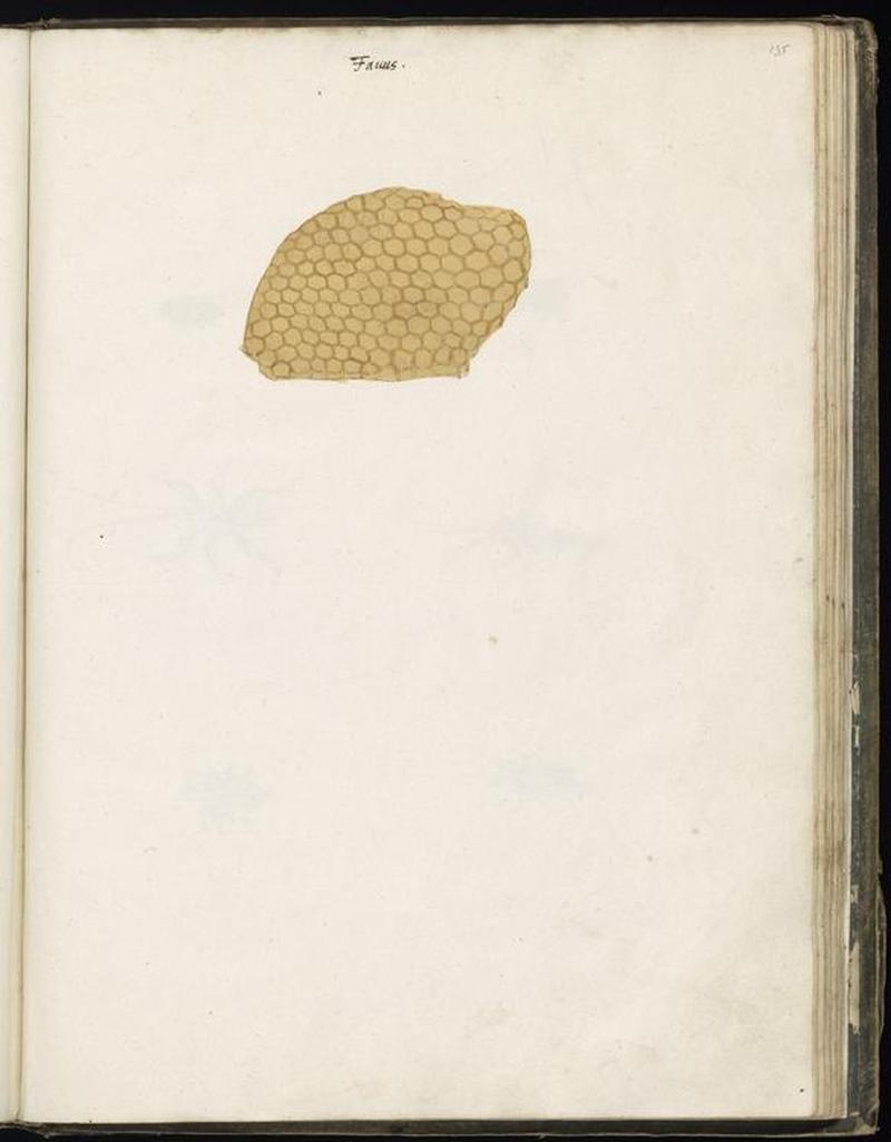 Animal drawings collected by Felix Platter, p2 - (87)